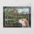 Suche nach wiedergeburt postkarten Rosa