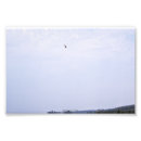 Suche nach falke poster Fliegen