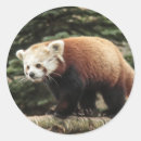 Suche nach roter panda aufkleber Tier