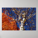 Suche nach birch tree poster Bäume