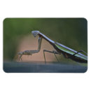 Suche nach mantis magnete Wanze