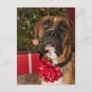 Suche nach betrachtung postkarten Hund