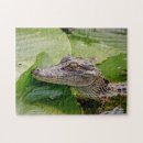 Suche nach amphibien puzzle Reptil
