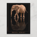 Suche nach elefant vertikale postkarten Elefantenkunst