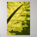 Suche nach gepunktete poster Fotografie