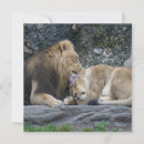 Suche nach x katze poster Tier