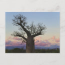Suche nach baobab poster Adansonia