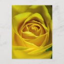 Suche nach großartig postkarten Blume