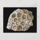 Suche nach versteinerte postkarten Geologie