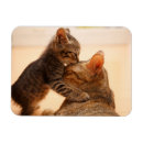 Suche nach zwei tiere magnete Liebe