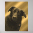 Suche nach schwarzer labrador retriever hund poster Retriefe
