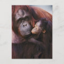 Suche nach orang utan baby postkarten Primat
