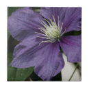 Suche nach clematis fliesen Pflanze