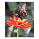 Suche nach schmetterlingsfoto Blume