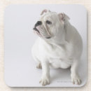 Suche nach englische bulldoggen untersetzer Tiere