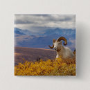 Suche nach schafe buttons Pflanzenfresser