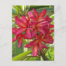 Suche nach plumeria postkarten Tropisch