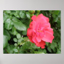 Suche nach wilde rose poster Wildblumen