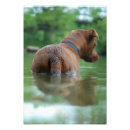 Suche nach pitti poster Labrador