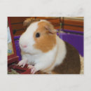 Suche nach pigs poster Hunde
