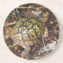 Suche nach schildkröten untersetzer Fotografie