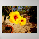 Suche nach gelber hibiskus poster Blume