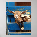 Suche nach baby goat poster Niedlich