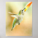 Suche nach kolibris poster Vogel