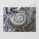 Suche nach schnecke muschel postkarten Natur