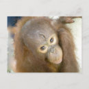 Suche nach tierschutz postkarten Wild