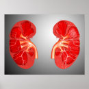 Suche nach kidney poster Organ