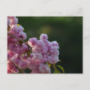 Suche nach kirschblüte postkarten Frühling