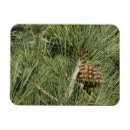 Suche nach kiefer magnete Natur