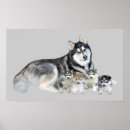 Suche nach sibirisch poster Hund