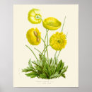 Suche nach mohnblüte poster Botanisch