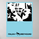 Suche nach italienischer windhund poster Iggy