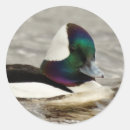 Suche nach grüne ente aufkleber Blau