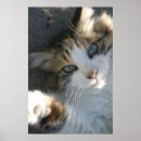Suche nach kitty poster Calico