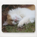 Suche nach schlafenkatze Miezekatze
