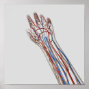 Suche nach lymphsystem poster Finger