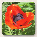 Suche nach orange blüte haustier wohnen zuhause Mother