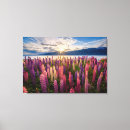 Suche nach neuseeland leinwandbilder Lupine