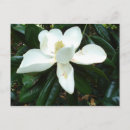 Suche nach magnolie postkarten Blüte