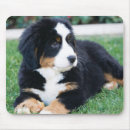 Suche nach bernese berg Tiere
