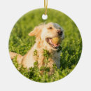Suche nach golden retriever ornamente Liebe