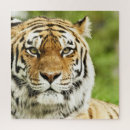 Suche nach sibirische katzen puzzle Tiger