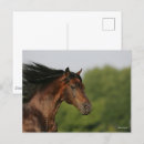 Suche nach morgan horse postkarten Tier