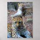 Suche nach wildkatzen poster Wildtiere