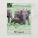 Suche nach sri lankan postkarten Ceylon