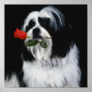 Suche nach shih tzu poster Fotografie